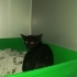 2 aylık simsiyah parlak tüylü yemyeşil gözlü harika bombay yavru🧿🐱 fotoğraf