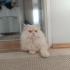 Ücretsiz Longhair fotoğraf