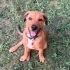 6 aylık rottweiler fotoğraf