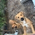 6 aylık rottweiler fotoğraf