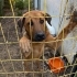 6 aylık rottweiler fotoğraf