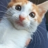 2 aylık çok oyuncu, çok sağlıklı, iri yapılı ve sıcakkanlı erkek bebek. fotoğraf
