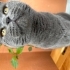 Kısır dişi kedi fotoğraf
