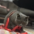 Kısır dişi kedi fotoğraf