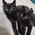 2aylık erkek 2 kardeş Bombay yavru kedi fotoğraf