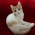 SEVİMLİ NEŞELİ 3 AYLIK KEDİ fotoğraf
