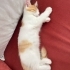SEVİMLİ NEŞELİ 3 AYLIK KEDİ fotoğraf