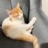 SEVİMLİ NEŞELİ 3 AYLIK KEDİ fotoğraf