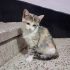ESKİSEHİR ACİL 5 TANE CALİCO DİŞİ YAVRU fotoğraf
