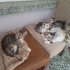 ESKİSEHİR ACİL 5 TANE CALİCO DİŞİ YAVRU fotoğraf