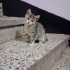 ESKİSEHİR ACİL 5 TANE CALİCO DİŞİ YAVRU fotoğraf