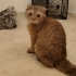 Lokum yuva arıyor fotoğraf
