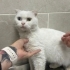 Güzellik ömürlük yuvasını arıyor fotoğraf
