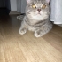 ERKEK KISIR ÖMÜRLÜK YUVA fotoğraf
