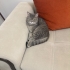 ERKEK KISIR ÖMÜRLÜK YUVA fotoğraf