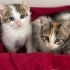 2 Aylık Dişi Yavrumuz fotoğraf
