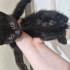 Minnoş yavru kedi sıcak aile arıyor fotoğraf