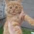 Acil yuva aranıyor fotoğraf