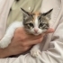 2 Aylık Dişi Kedimiz fotoğraf