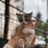 2 Aylık Dişi Kedimiz fotoğraf