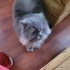 Prenses kızımıza yeni bir yuva arıyoruz fotoğraf