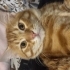 Dünyanın en tatlı kedisi fotoğraf