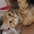 Dünyanın en tatlı kedisi fotoğraf