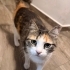 Sevgi delisi bu kıza acil yuva arıyoruz fotoğraf