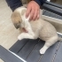 Acil Yuva Arayan 5 Sevimli Kangal kirma Yavru Köpek fotoğraf