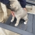 Acil Yuva Arayan 5 Sevimli Kangal kirma Yavru Köpek fotoğraf