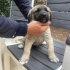 Acil Yuva Arayan 5 Sevimli Kangal kirma Yavru Köpek fotoğraf