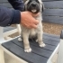 Acil Yuva Arayan 5 Sevimli Kangal kirma Yavru Köpek fotoğraf