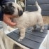 Acil Yuva Arayan 5 Sevimli Kangal kirma Yavru Köpek fotoğraf