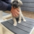 Acil Yuva Arayan 5 Sevimli Kangal kirma Yavru Köpek fotoğraf