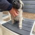 Acil Yuva Arayan 5 Sevimli Kangal kirma Yavru Köpek fotoğraf