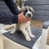 Acil Yuva Arayan 5 Sevimli Kangal kirma Yavru Köpek fotoğraf