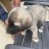 Acil Yuva Arayan 5 Sevimli Kangal kirma Yavru Köpek fotoğraf