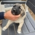 Acil Yuva Arayan 5 Sevimli Kangal kirma Yavru Köpek fotoğraf