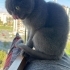 Sakin nazlı bir zuzidir kendisi fotoğraf