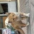 Çok oyuncu ve kucak delisi bir kedi fotoğraf