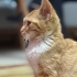 Çok oyuncu ve kucak delisi bir kedi fotoğraf