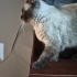 Siyam dişi yavru kedi fotoğraf