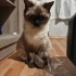 Siyam dişi yavru kedi fotoğraf