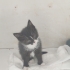 Harputlu minik beyfendi fotoğraf