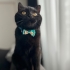 yuva arıyoruz kedi kapları kedi tuvaleti le verilecektir fotoğraf