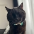 yuva arıyoruz kedi kapları kedi tuvaleti le verilecektir fotoğraf
