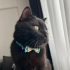 yuva arıyoruz kedi kapları kedi tuvaleti le verilecektir fotoğraf