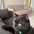 yuva arıyoruz kedi kapları kedi tuvaleti le verilecektir fotoğraf