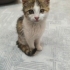 Çok sevecen eğitimli calico kedi fotoğraf