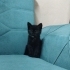 Yavru kediler yeni yuvasına hazır fotoğraf